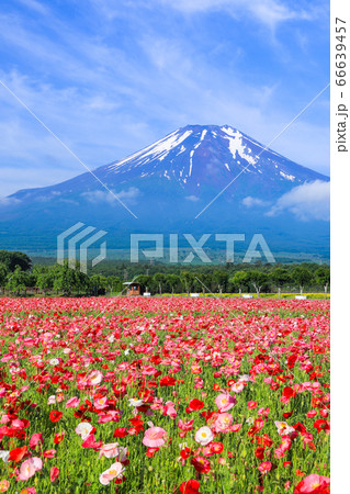 ポピー（ヒナゲシ）のお花畑　山中湖花の都公園 66639457