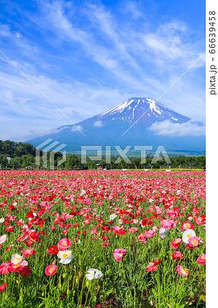 ポピー（ヒナゲシ）のお花畑　山中湖花の都公園 66639458