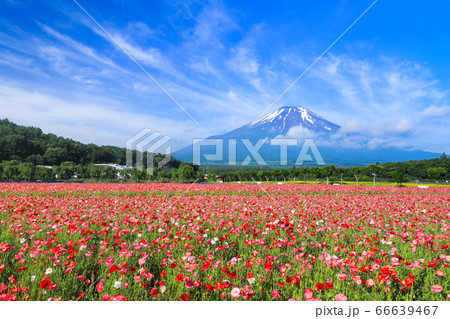 ポピー(ヒナゲシ)のお花畑 山中湖花の都公園 ポピー(ヒナゲシ)のお花畑 山中湖花の都公園 66639467
