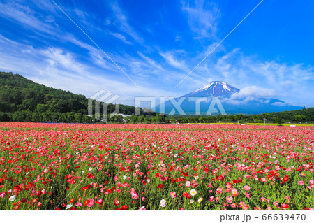 ポピー（ヒナゲシ）のお花畑　山中湖花の都公園 66639470