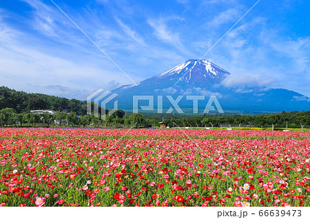 ポピー(ヒナゲシ)のお花畑 山中湖花の都公園 ポピー(ヒナゲシ)のお花畑 山中湖花の都公園 66639473