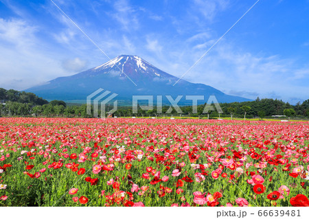 ポピー（ヒナゲシ）のお花畑　山中湖花の都公園 66639481