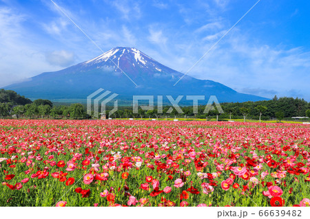 ポピー（ヒナゲシ）のお花畑　山中湖花の都公園 66639482