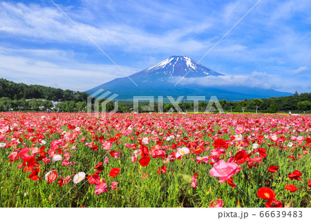 ポピー（ヒナゲシ）のお花畑　山中湖花の都公園 66639483