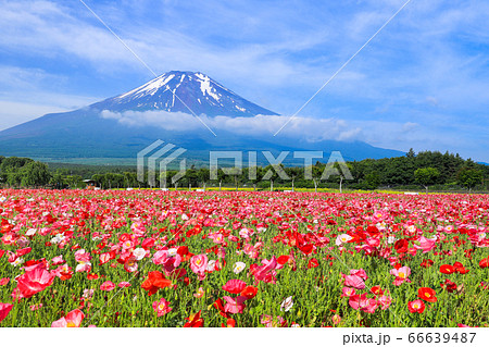 ポピー(ヒナゲシ)のお花畑 山中湖花の都公園 ポピー(ヒナゲシ)のお花畑 山中湖花の都公園 66639487