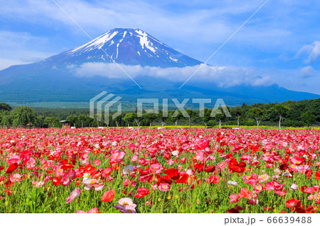 ポピー（ヒナゲシ）のお花畑　山中湖花の都公園 66639488