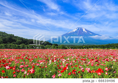 ポピー（ヒナゲシ）のお花畑　山中湖花の都公園 66639496