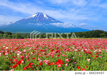 ポピー（ヒナゲシ）のお花畑　山中湖花の都公園 66639497