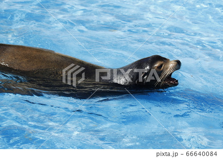 東山動物園のオットセイ 66640084