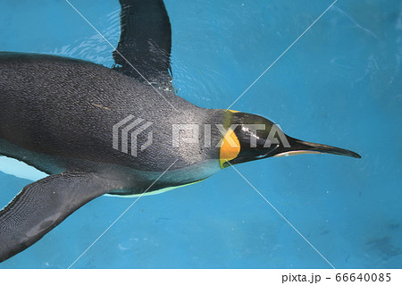 東山動物園のキングペンギンの写真素材
