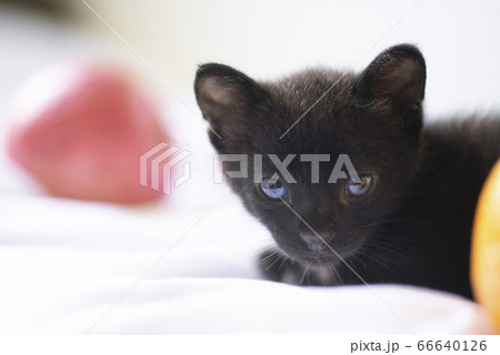 青い目の黒猫の子猫とリンゴ 白バック 子猫 仔猫 動物 くろねこの写真素材