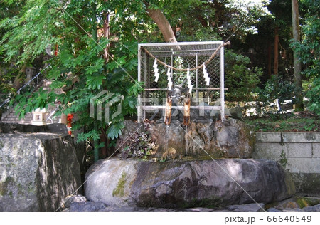 枚岡神社の手水舎 枚岡神社の手水舎 66640549