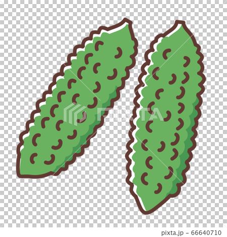 Bitter gourd 66640710
