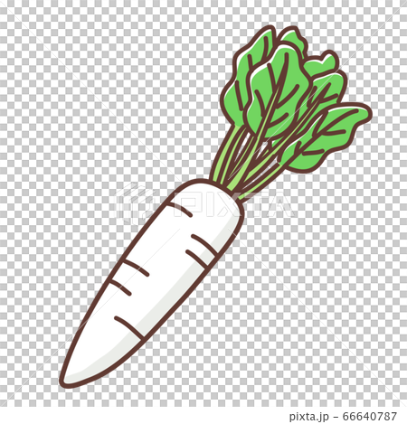 大根 大根 66640787