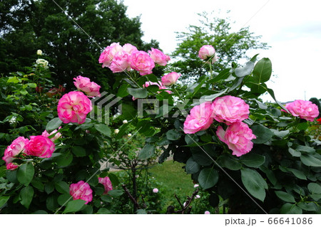 玉村町北部公園のバラ園 玉村町北部公園のバラ園 66641086