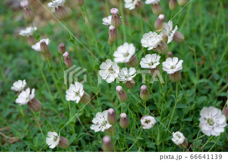 シレネ コンパクタ シレネ コンパクタ 66641139