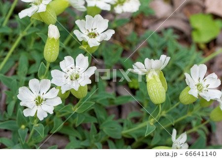 シレネ　コンパクタ　 66641140