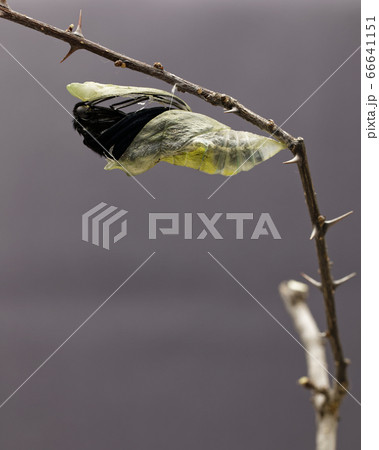 シーボルト由来の最大級の揚羽蝶、長崎アゲハ自宅で幼虫から蛹化そして羽化 66641151