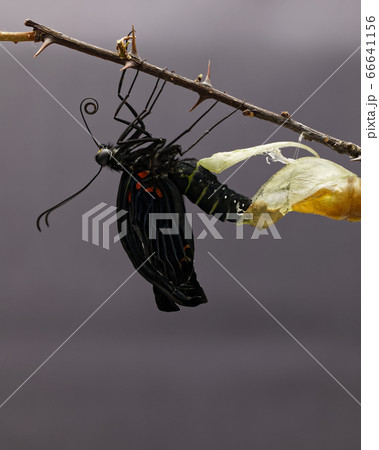 シーボルト由来の最大級の揚羽蝶、長崎アゲハ自宅で幼虫から蛹化そして羽化 66641156