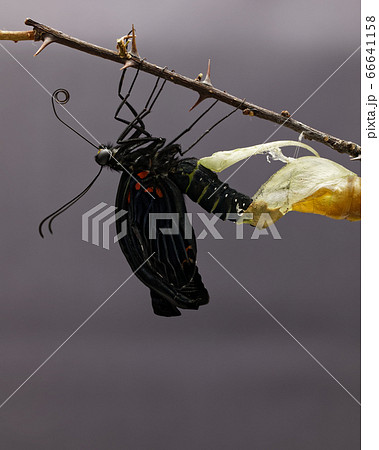 シーボルト由来の最大級の揚羽蝶、長崎アゲハ自宅で幼虫から蛹化そして羽化 66641158