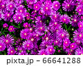 紫の花マツバギク 66641288