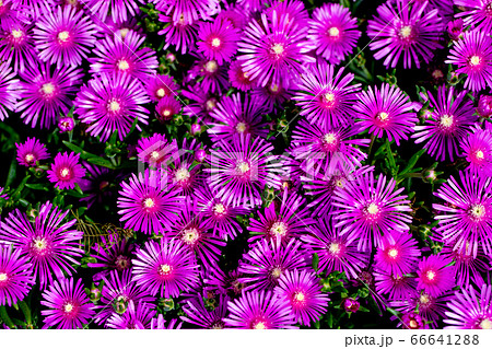 紫の花マツバギク 66641288