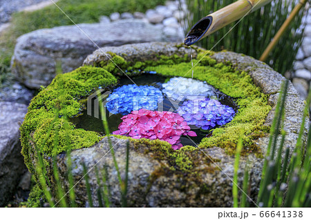 楊谷寺 柳谷観音 満開の紫陽花と花手水 楊谷寺 柳谷観音 満開の紫陽花と花手水 66641338