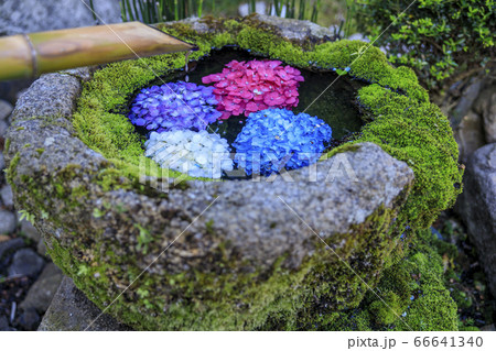 楊谷寺　柳谷観音　満開の紫陽花と花手水 66641340