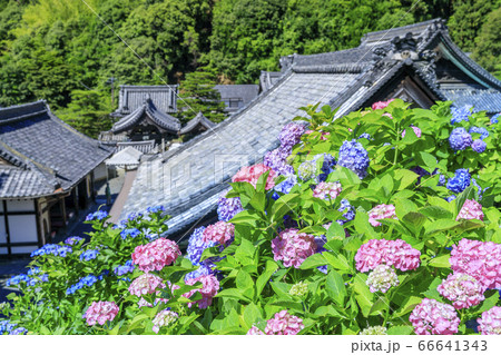 楊谷寺 柳谷観音 満開の紫陽花と花手水 楊谷寺 柳谷観音 満開の紫陽花と花手水 66641343