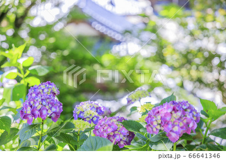 楊谷寺 柳谷観音 満開の紫陽花と花手水 楊谷寺 柳谷観音 満開の紫陽花と花手水 66641346