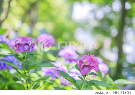 楊谷寺 柳谷観音 満開の紫陽花と花手水 楊谷寺 柳谷観音 満開の紫陽花と花手水 66641355
