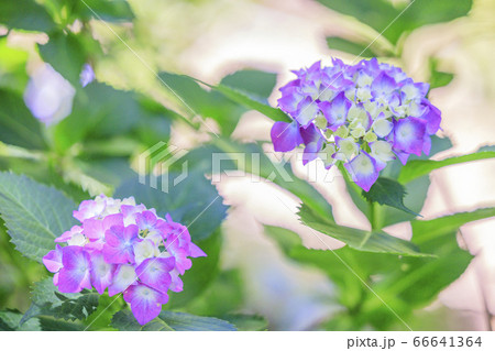 楊谷寺 柳谷観音 満開の紫陽花と花手水 楊谷寺 柳谷観音 満開の紫陽花と花手水 66641364