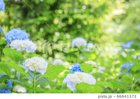 楊谷寺　柳谷観音　満開の紫陽花と花手水 66641373