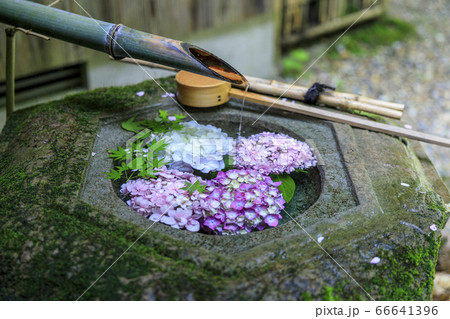 楊谷寺 柳谷観音 満開の紫陽花と花手水 楊谷寺 柳谷観音 満開の紫陽花と花手水 66641396
