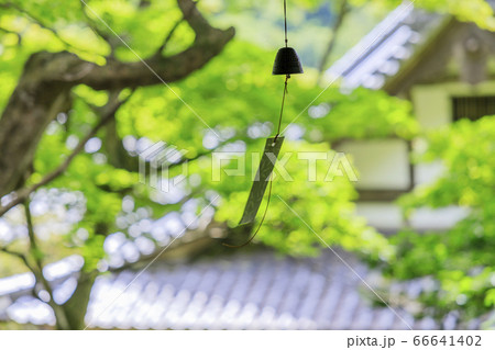 楊谷寺 柳谷観音 満開の紫陽花と花手水 楊谷寺 柳谷観音 満開の紫陽花と花手水 66641402