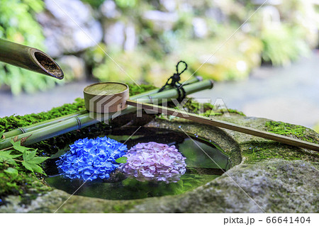 楊谷寺 柳谷観音 満開の紫陽花と花手水 楊谷寺 柳谷観音 満開の紫陽花と花手水 66641404