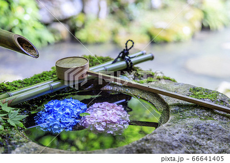 楊谷寺 柳谷観音 満開の紫陽花と花手水 楊谷寺 柳谷観音 満開の紫陽花と花手水 66641405