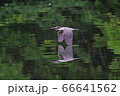 雛の為に餌を持ち帰るヤマセミ♀ 66641562
