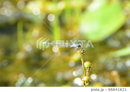 池でトンボが止まっています。 66641621