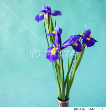 natural iris flowers on green textured background natural iris flowers on green textured background 66641664