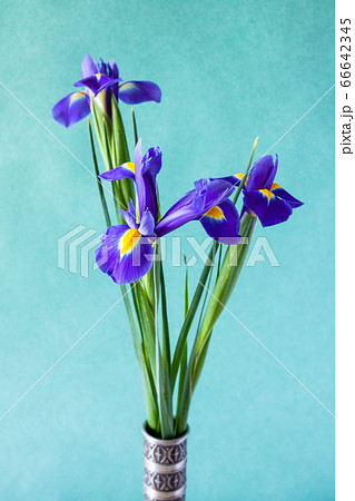 bunch of fresh irises on green textured background 66642345