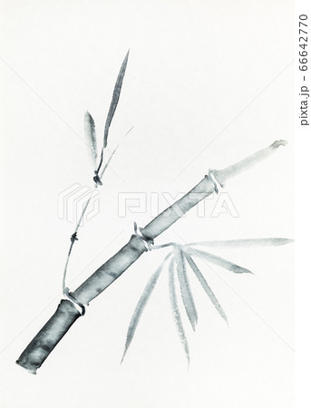 branch of bamboo hand-drawn by black ink branch of bamboo hand-drawn by black ink 66642770
