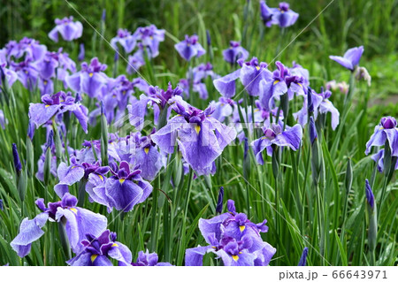 花菖蒲「奥葵型」 花菖蒲「奥葵型」 66643971