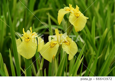 花菖蒲「愛知の輝」 花菖蒲「愛知の輝」 66643972