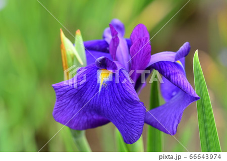 花菖蒲「長井小紫」 花菖蒲「長井小紫」 66643974