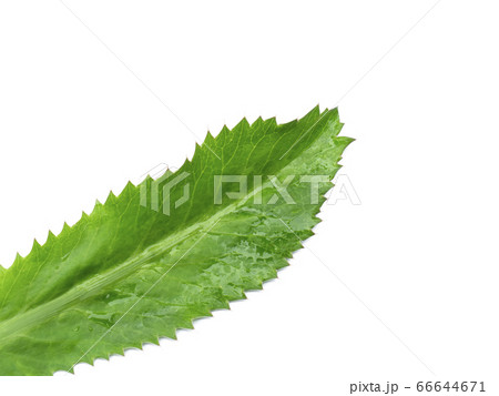 Close up Culantro leaf on white background 66644671
