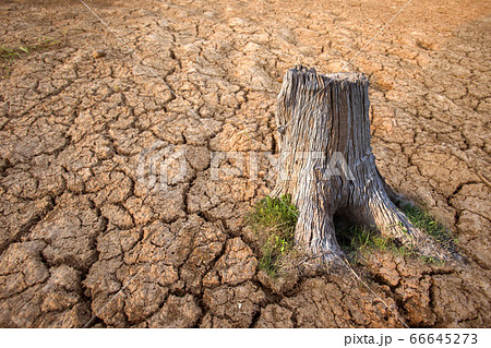 Global warming concept. A tree image showing of 66645273