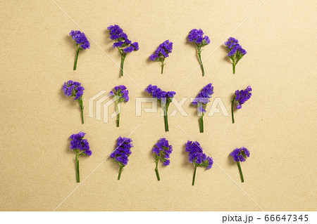 Purple statice flowers on kraft paper background. Floral composition, flat lay, top view, copy space 66647345
