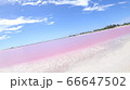 ピンクレイク 66647502