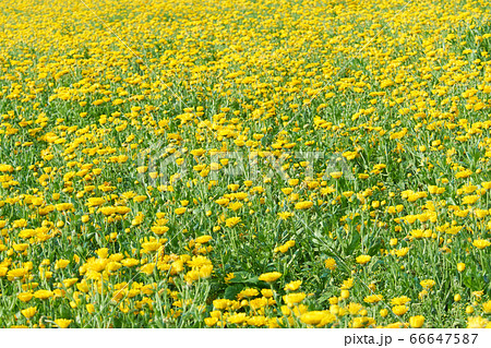 一面に咲く黄色いキンセンカの花畑 66647587